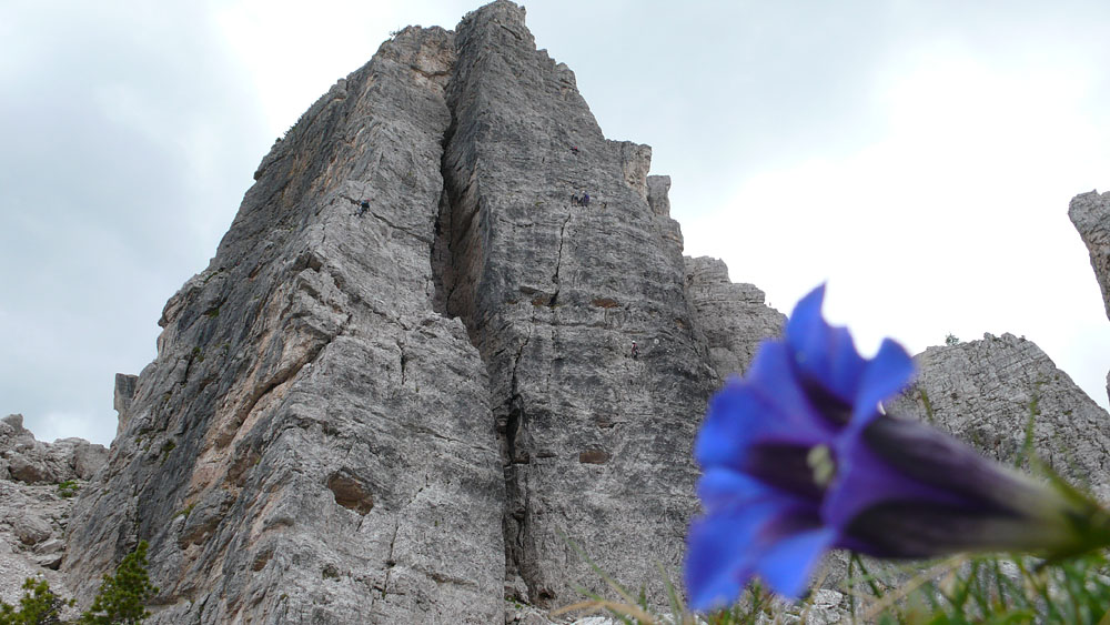 Cinque Torri050.JPG - Enziane gab's praktisch an jeder Ecke